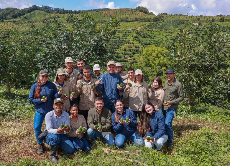 Los cultivos de Cartama se extienden por 19 municipios del país y suman más de 714.000 árboles de aguacate Hass. FOTO Manuel saldarriaga