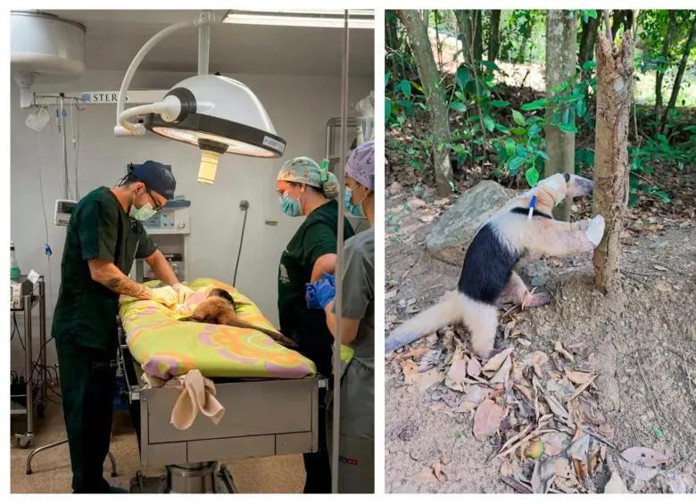 Fue necesario un equipo interdisciplinario para hacer la intervención. Se espera que el ejemplar quede en condiciones óptimas para sobrevivir. FOTO: CORANTIOQUIA