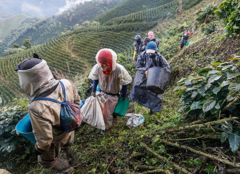 En junio las exportaciones siguieron recuperándose y subieron 6%, a 939.000 sacos de 60 kilos de café. FOTO Manual Saldarriaga