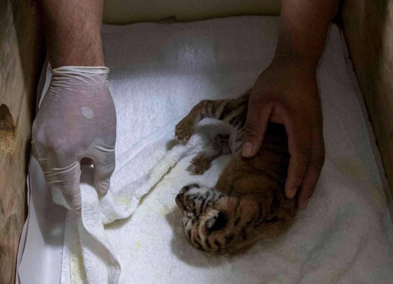 Los cuidadores evitan manipularla constantemente para no provocar estrés o problemas de salud. Foto: Agencia EFE