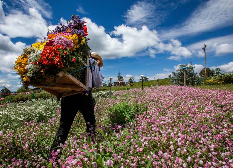 Los silleteros abren las puertas de sus fincas para conocer de primera mano la tradición. FOTO Julio César Herrera