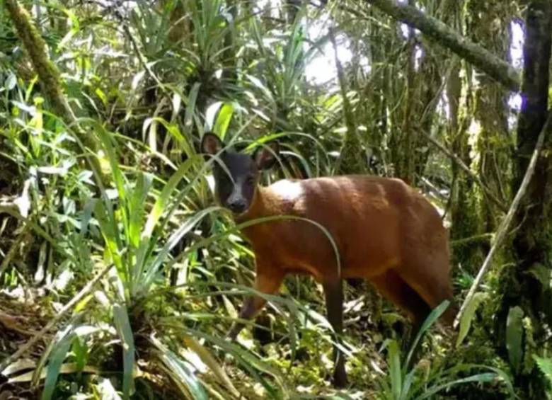 FOTO Instituto Humboldt