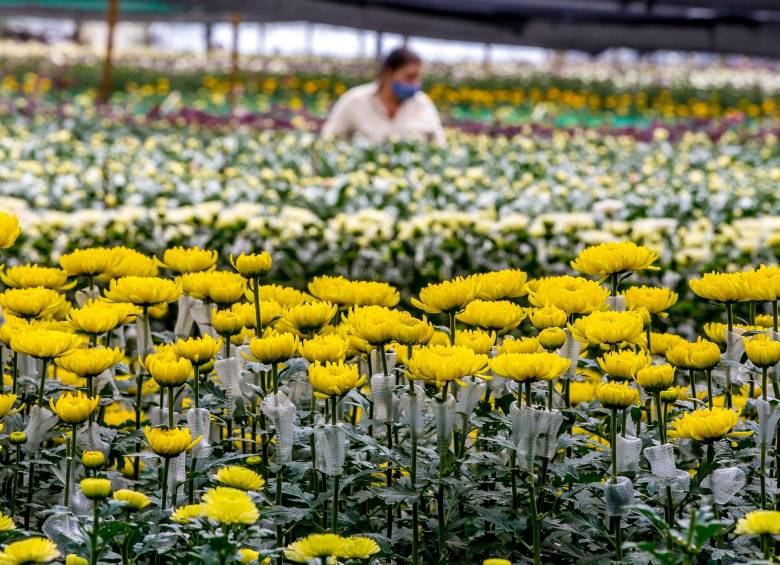 Las flores están entre los productos de mayor proyección para las exportaciones antioqueñas hacia Medio Oriente, según el gremio del comercio exterior. FOTO juan antonio sánchez