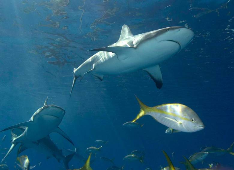 En 2021 se registraron 73 ataques de tiburones contra humanos en el mundo. FOTO COLPRENSA