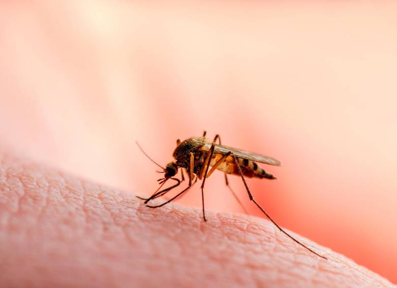 El paludismo o malaria es una enfermedad causada por parásitos que llegan a infectar al ser humano mediante la picadura de una hembra de mosquito Anopheles. FOTO SSTOCK