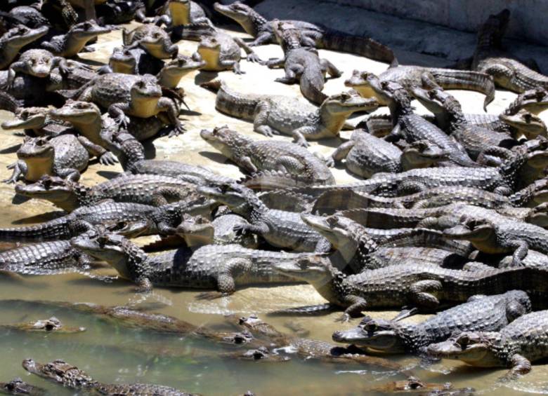 Según las autoridades ambientales de la zona, se escaparon un total de 73 ejemplares de caimanes, por lo que alertaron a toda la comunidad para que avise en caso de encontrarse con alguno. FOTO: JAIME PÉREZ