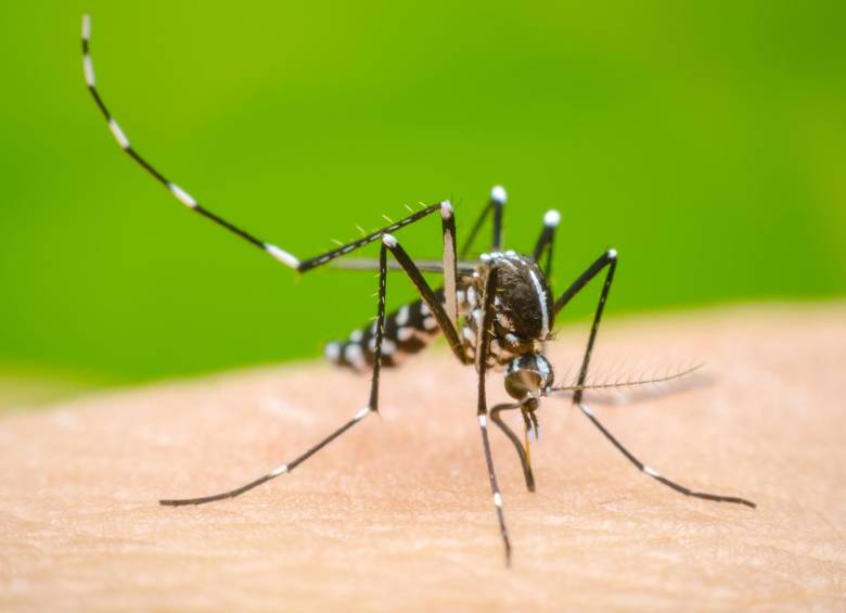 Aumento del 1000% en casos de dengue en Copacabana. FOTO: Cortesía