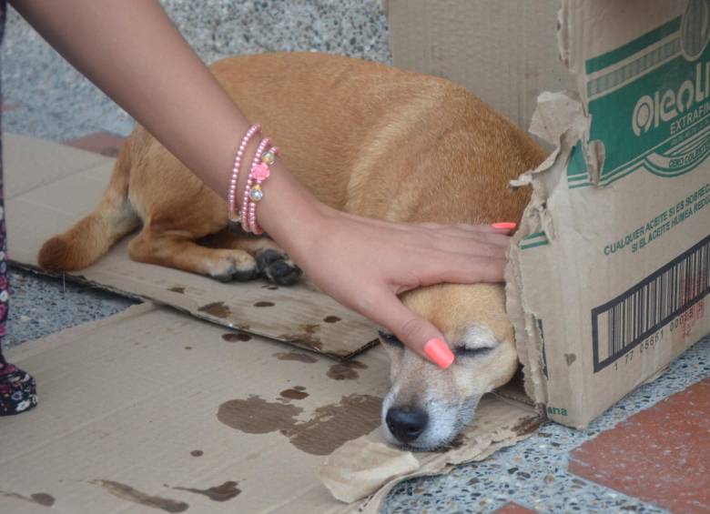 En Argelia, hay consternación por el envenenamiento masivo de mascotas en las últimas semanas. Ofrecen recompensa por información sobre los culpables. FOTO ARCHIVO
