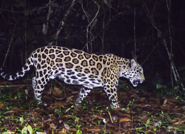 La reina Jessy fue registrada en cámaras trampa entre 2017 y 2024. Se estima que superó la esperanza de vida silvestre para los jaguares que apenas llega a los 12 años en promedio. FOTO CORTESÍA CUIDAR LA VIDA