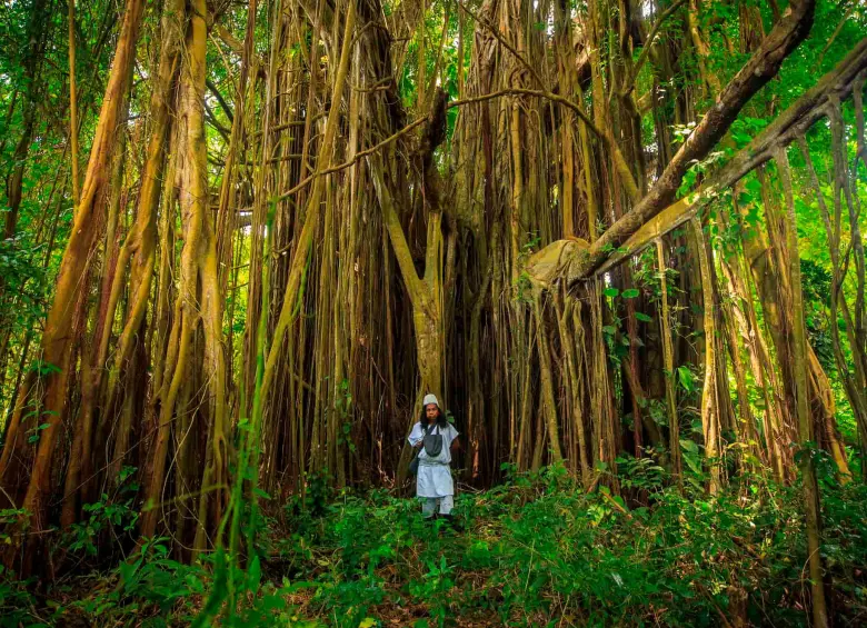 La entrega del predio Los Acantilados al pueblo Arhuaco fue uno de los actos más importantes en el marco de los 500 años de Santa Marta. FOTO Camilo Suárez