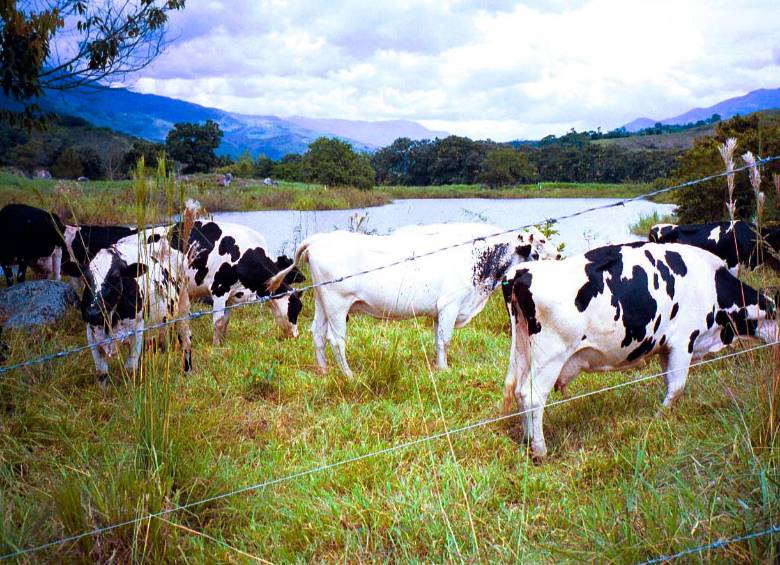 En lo corrido de este año la variación en la inflación de la leche es de 11,19%, según el Dane. FOTO archivo