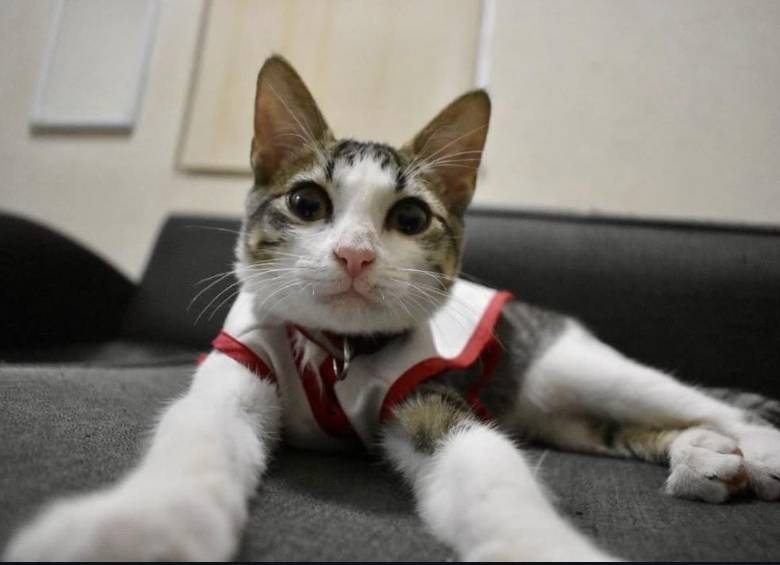 ‘Urgencio’, el gato que fue adoptado por la Cruz Roja en México. FOTO: Tomada de TikTok @URGENCIO.VIC 