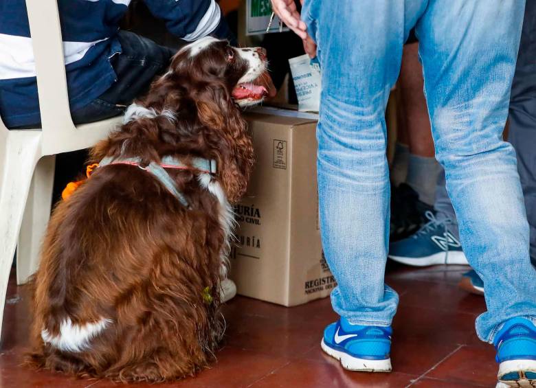 La Registraduría no cuenta con una norma que prohíba explícitamente ir a votar en compañía de mascotas. FOTO: Manuel Saldarriaga