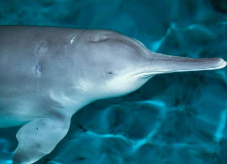 El último baiji, o delfín chino de río, confirmado murió en 2002. Y esta es apenas una de las especies que han desaparecido por la acción humana. Foto: Agencia Sinc.