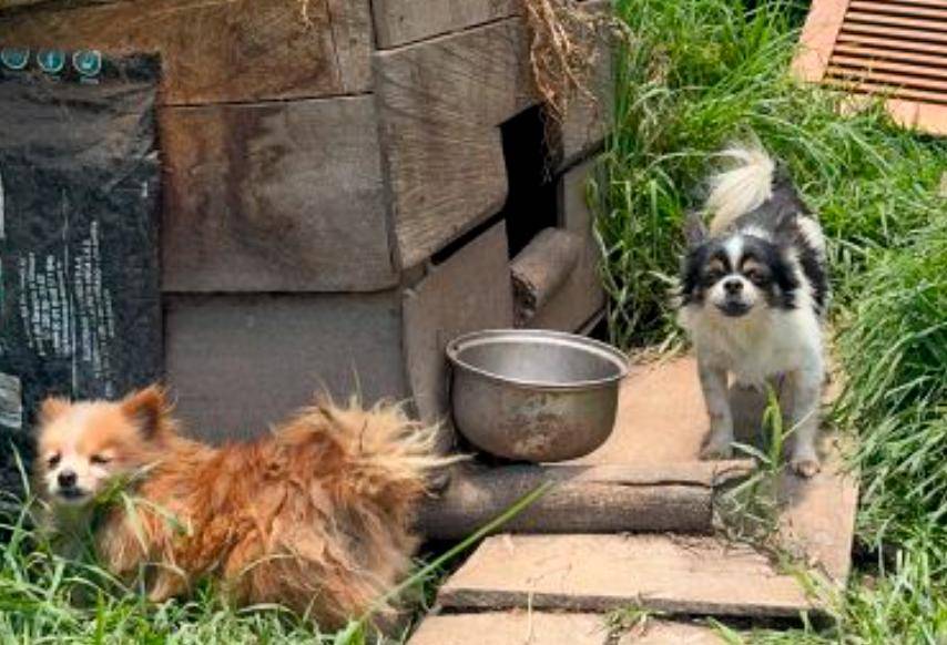 20 perritos se encontraban en las peores condiciones en esta finca de El Carmen de Viboral. FOTO: CORTESÍA