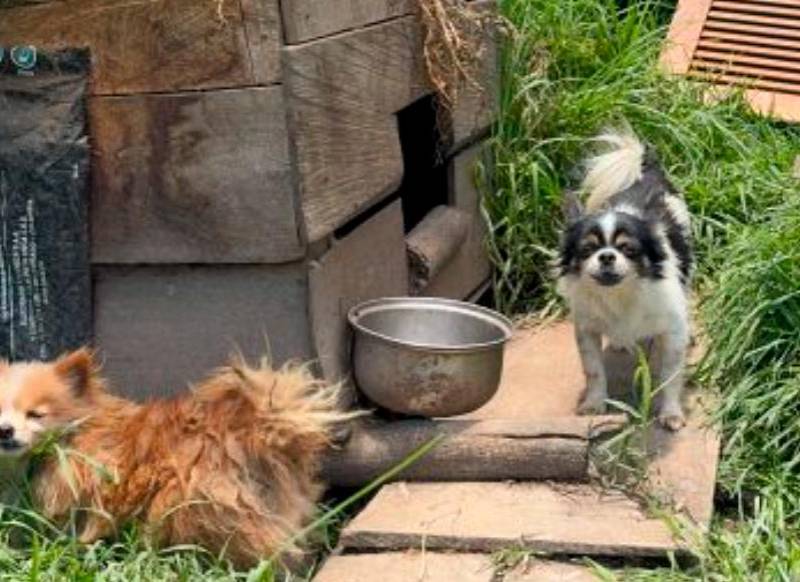 20 perritos se encontraban en las peores condiciones en esta finca de El Carmen de Viboral. FOTO: CORTESÍA