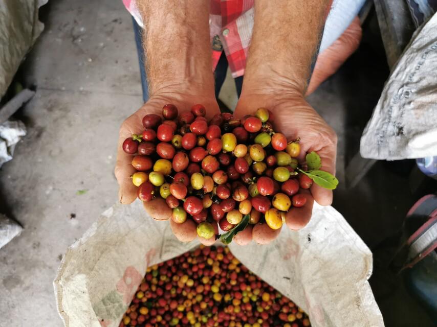 Un tercio del café sin tostar que se consume en EE. UU. proviene normalmente de Brasil. FOTO: Colprensa.