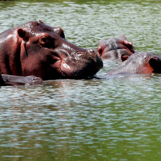 En marzo de 2022 el Ministerio de Ambiente incluyó al hipopótamo en el listado de especies invasoras. Foto Jaime Pérez Munevar.