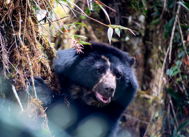 El oso andino, también conocido oso de anteojos es considerado un en estado vulnerable según la Unión Internacional para la Conservación de la Naturaleza. Foto Parques Nacionales Naturales. 