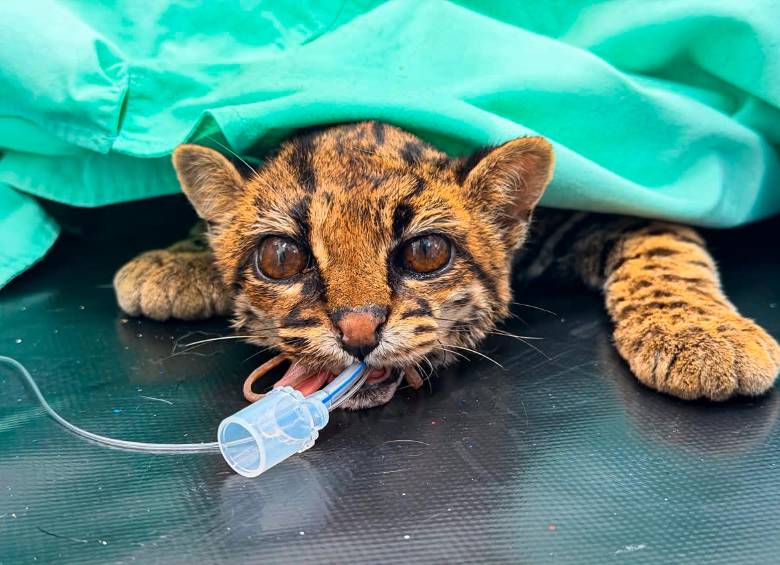 El tigrillo recibió cuidados médicos e incluso fue sometido a cirugía pero la leucemia felina lo complicó. FOTO: AMVA
