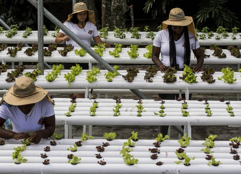 Entre los hallazgos también está que la brecha de género laboral se está cerrando y que la población en edad para trabajar caerá hasta 8% en los miembros del grupo para 2060. Foto: Julio César Herrera Echeverri.