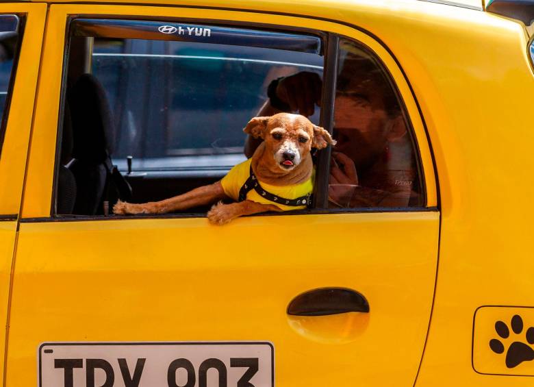 Lo fundamental para evitar esta y otras enfermedades es reforzar el esquema de vacunación de las mascotas. FOTO: CAMILO SUÁREZ