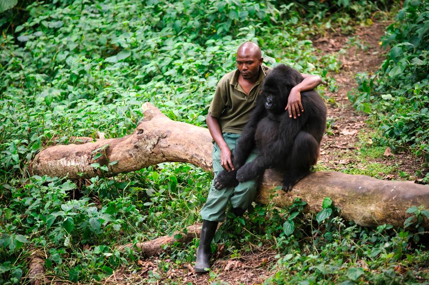 Ndakasi al lado de su cuidador y amigo de siempre, André Bauma compartian y se comunicaban con sonidos especiales. Foto: ONG Virunga