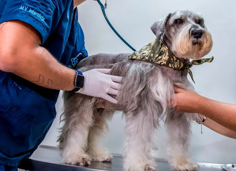 Perros y gatos en condición de abandono son los principales afectados por el retraso en la reglamentación de la Ley Esterilizar Salva. FOTO Juan Antonio Sánchez