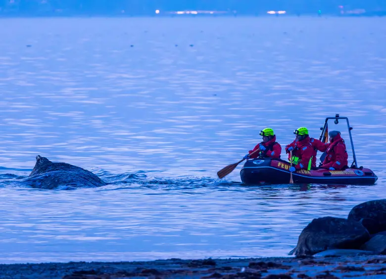 Aunque no se ha determinado con certeza la causa del varamiento, rescatistas encontraron restos de una red de pesca enredados en su cuerpo, los cuales lograron retirar. FOTO: AFP