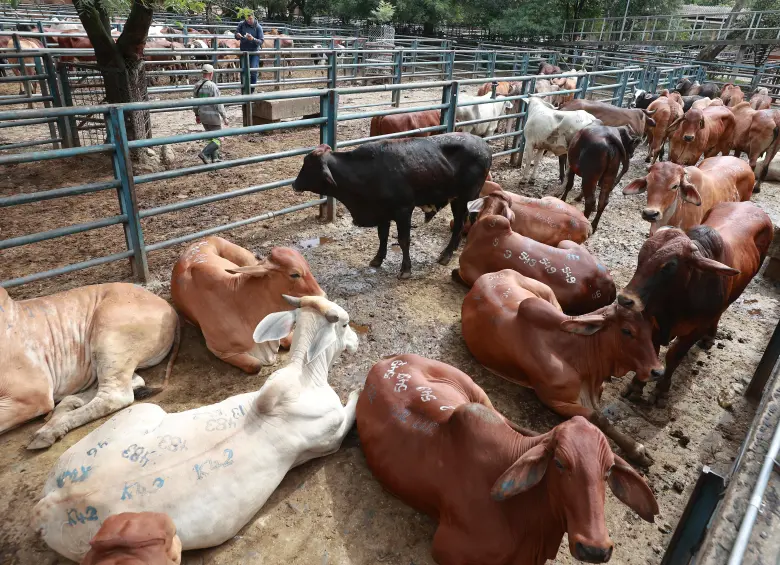 El sacrificio de ganado ha aumentado este año en Colombia. FOTO Manuel Saldarriaga