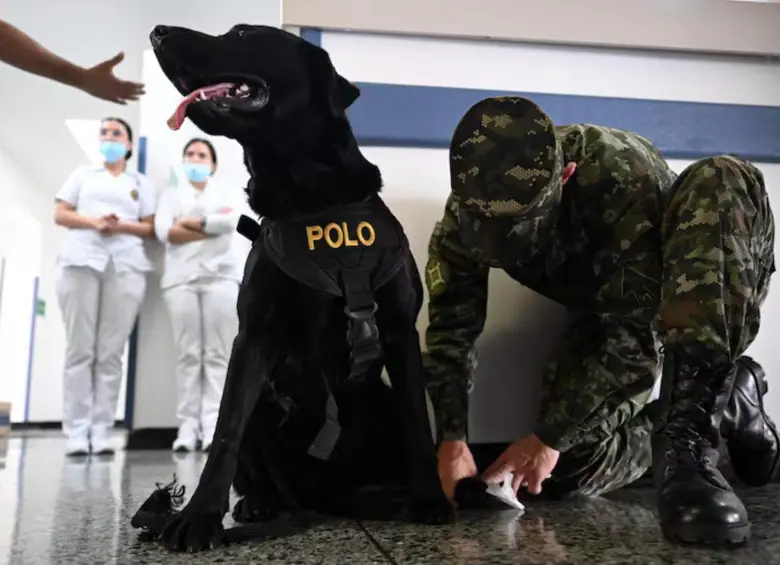 Polo, uno de los perros que ayuda en el Hospital Militar Central. FOTO: AFP