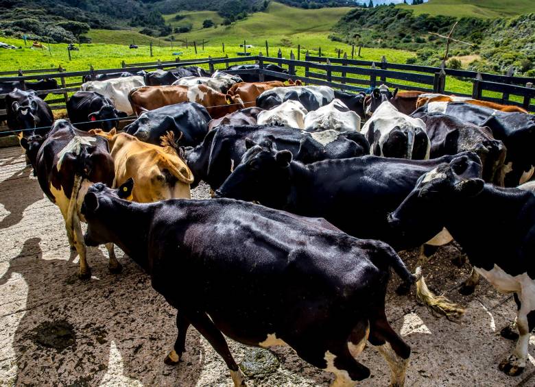 Invierno impacta negativamente la producción de leche, advierten los procesadores del país. FOTO Juan Antonio Sánchez