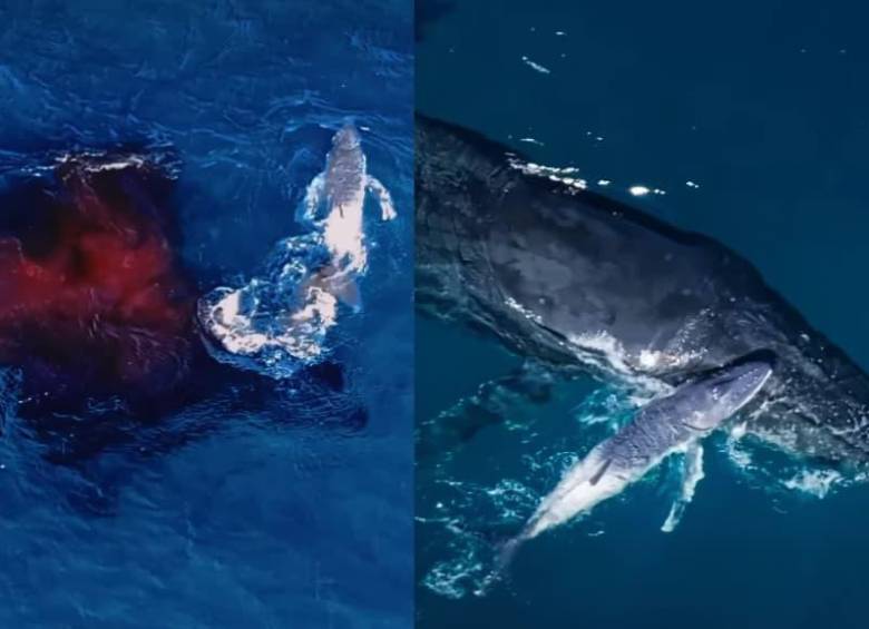 Un dron captó el momento en que una ballena jorobada dio a luz a su cría, un registro poco común que podría aportar información valiosa para el estudio y la conservación de estos mamíferos marinos. FOTO: orrcaaustralia y forrestfov vía Instagram.
