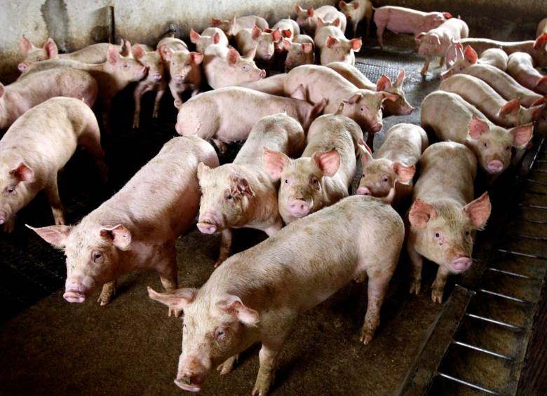El sacrificio de porcinos entre enero y marzo de este año fue de 1,26 millones de cabezas, creció 3,0%, frente al mismo trimestre del año anterior. FOTO Jaime Pérez