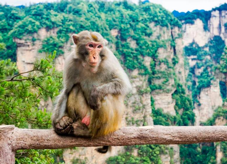 Un estudio muestra que los macacos, si son entrenados con metrónomo, pueden seguir el ritmo de la música. FOTO: 