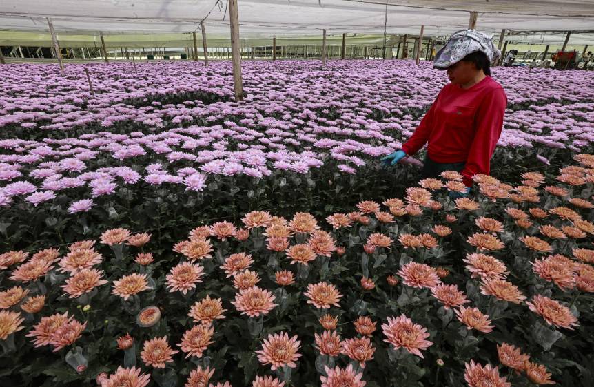 Estados Unidos es el principal destino de las flores en Antioquia. Fotografía en Flores El Capiro. Foto: Manuel Saldarriaga