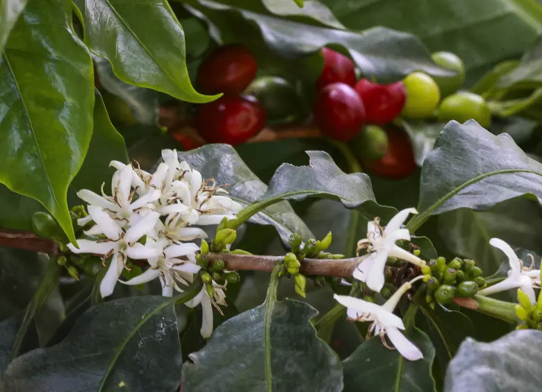 Foto: Manuel Saldarriaga Quintero