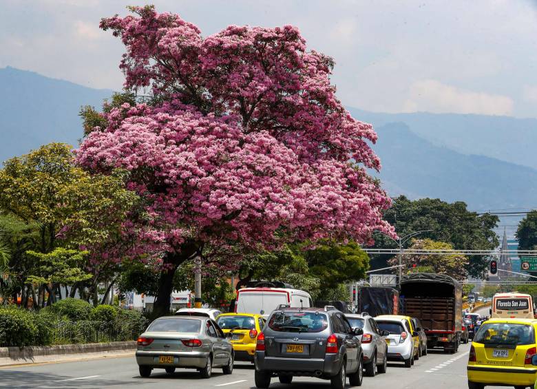 Medellín y Bello son los municipios con del Aburrá con mayor cantidad de guayacanes sembrados. FOTOS: MANUEL SALDARRIAGA