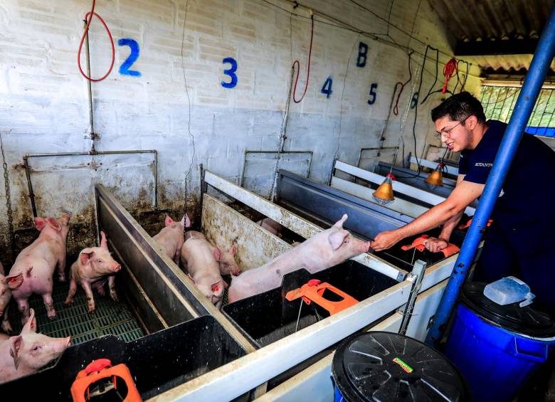 La producción de carne de cerdo llegó a 526.000 toneladas el año pasado, subiendo 7,2%. Foto JAIME PÉREZ