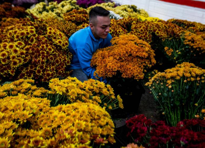 El PIB del sector agrícola creció 5,5% a marzo, impulsado entre otras actividades por el cultivo de flores. FOTO Juan Antonio Sánchez