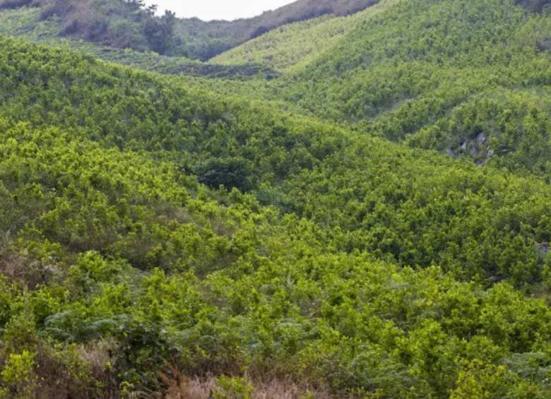 Defensoría advierte que cultivos de hoja de coca aumentaron en 118.000 hectáreas entre 2020 y 2024. Foto: El Colombiano