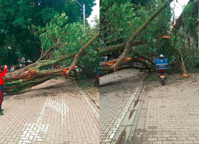 Así quedó el árbol luego de caerse sobre una casa patrimonial en el Parque Bolívar. Un motociclista alcanzó a frenar antes de que este árbol le cayera encima (der.). FOTOS: CORTESÍA