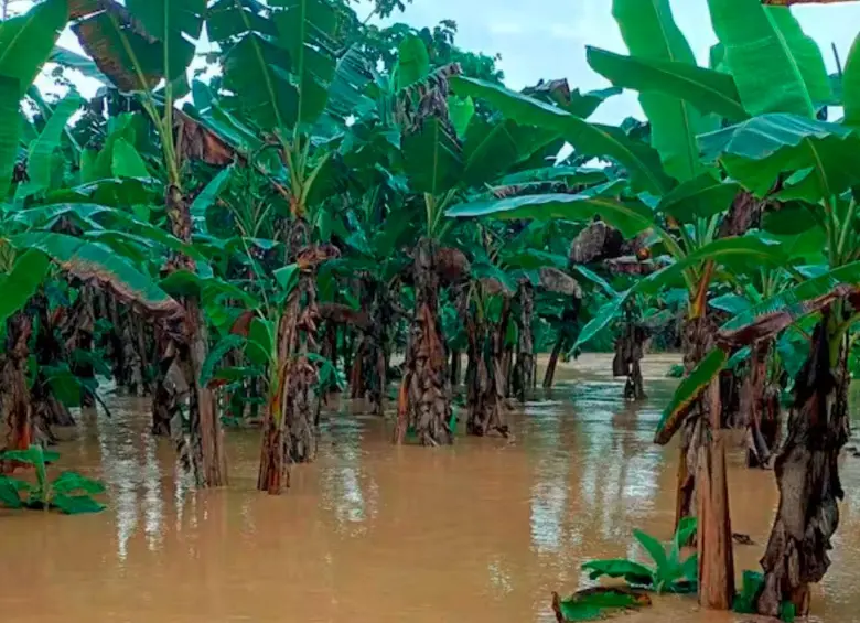 Así quedaron los cultivos bananeros en el Urabá antioqueño. La imagen corresponde a uno del municipio de Necoclí. FOTO: CORTESÍA