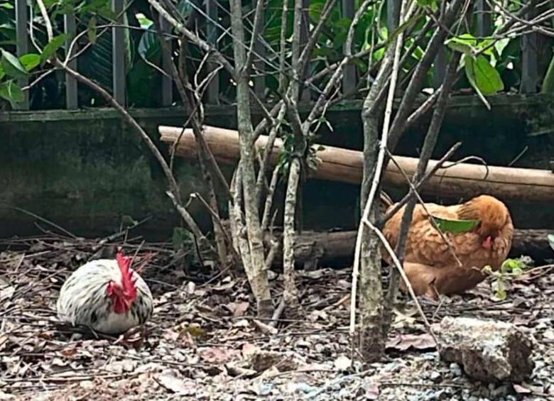 El Doña Gallina (izq.) y El Gallo Claudio (der.) llegaron al conjunto residencial Puerto Luna, en el barrio Señorial, de Envigado, el pasado 22 de enero. Desde entonces se han presentado posiciones divididas con su presencia entre los habitantes. FOTO: CORTESÍA