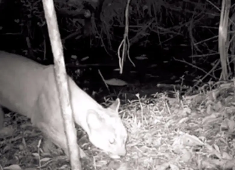 Este es el puma que fue avistado por las autoridades ambientales de Itagüí, siendo una especie que no esperaban encontrar en este territorio. FOTO: CORTESÍA ALCALDÍA DE ITAGÜÍ