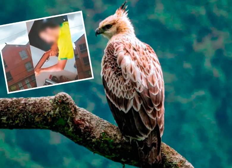 Varias águilas crestadas, una especie en riesgo, han sido asesinadas a punta de balines o perdigones de armas de aire comprimido en Antioquia. FOTOS CORTESÍA