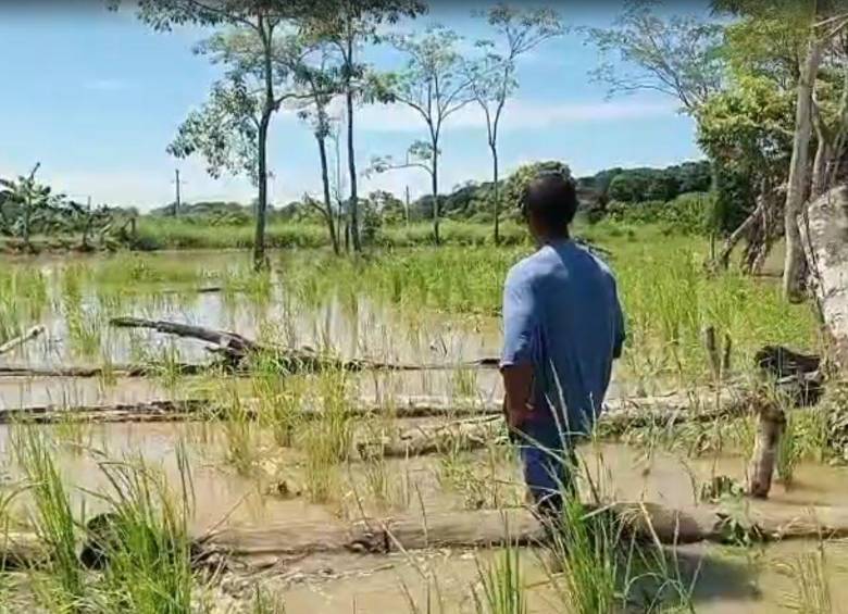 La comunidad Los Manatíes, de Turbo, fue una de las más afectadas. Más de 70 familias tuvieron que abandonar sus hogares por el desbordamiento del río León. FOTO: CORTESÍA