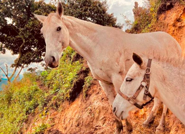 Samba (izq.) y Daniel (der.) fueron los dos equinos hurtados de una finca de la vereda Salinas, de Caldas. FOTO: CORTESÍA