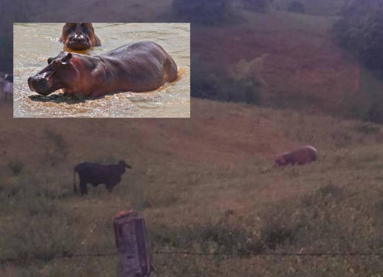Esta imagen muestra como uno de los hipopótamos merodea por las fincas donde hay animales de corral y se presume que estaría detrás de la muerte de una vaca y de un carnero. FOTOS: CORTESÍA Y ARCHIVO EL COLOMBIANO