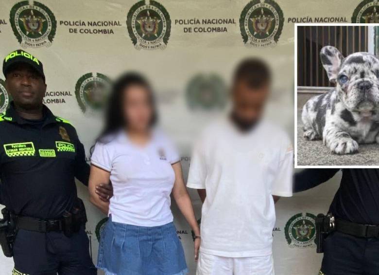 Una bulldog francés, similar a la de la foto detalle, fue la muerta en medio de la pelea de esta pareja, a la cual capturaron horas despueés de este caso de maltrato animal en la comuna 7 (Robledo). FOTOS: CORTESÍA